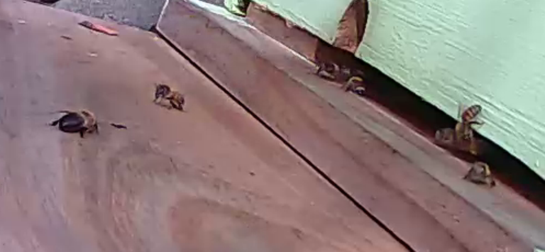 a done bee on the landing of a beehive, honey bees