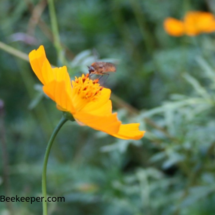 flowers and a bee fly