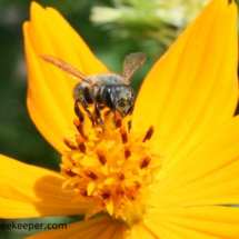 font view of bee