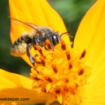 full view of leaf cutter bee close up