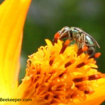green sweat bee on flower