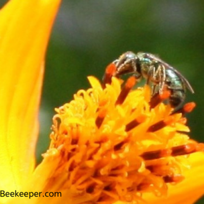 The Green Sweat Bee Pollinating Flowers