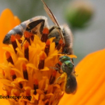 honey and sweat bees