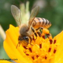 honey bee and its pollen