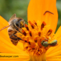 honey bee and sweat bee foraging