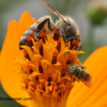 honey bee and sweat bee on flowers
