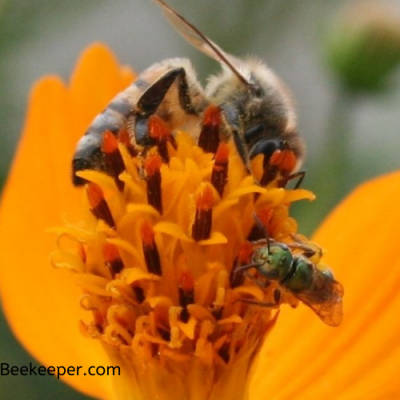 The Honey Bee and Sweat Bee on flowers