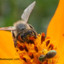 honey bee and sweat bee together