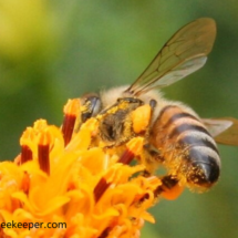 honey bee collecting pollen