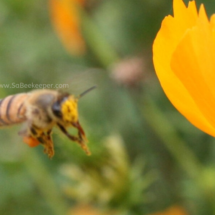honey bee flying to flowers with a pollen face