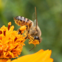 honey bee full of pollen