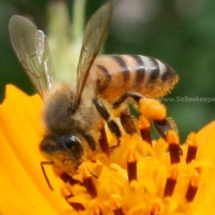 honey bee getting pollen from flowers