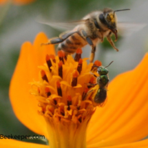 honey bee leaving flower and sweat bee