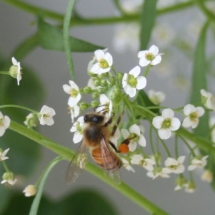 honey bee obtaining nectar