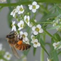 honey bee on flowers