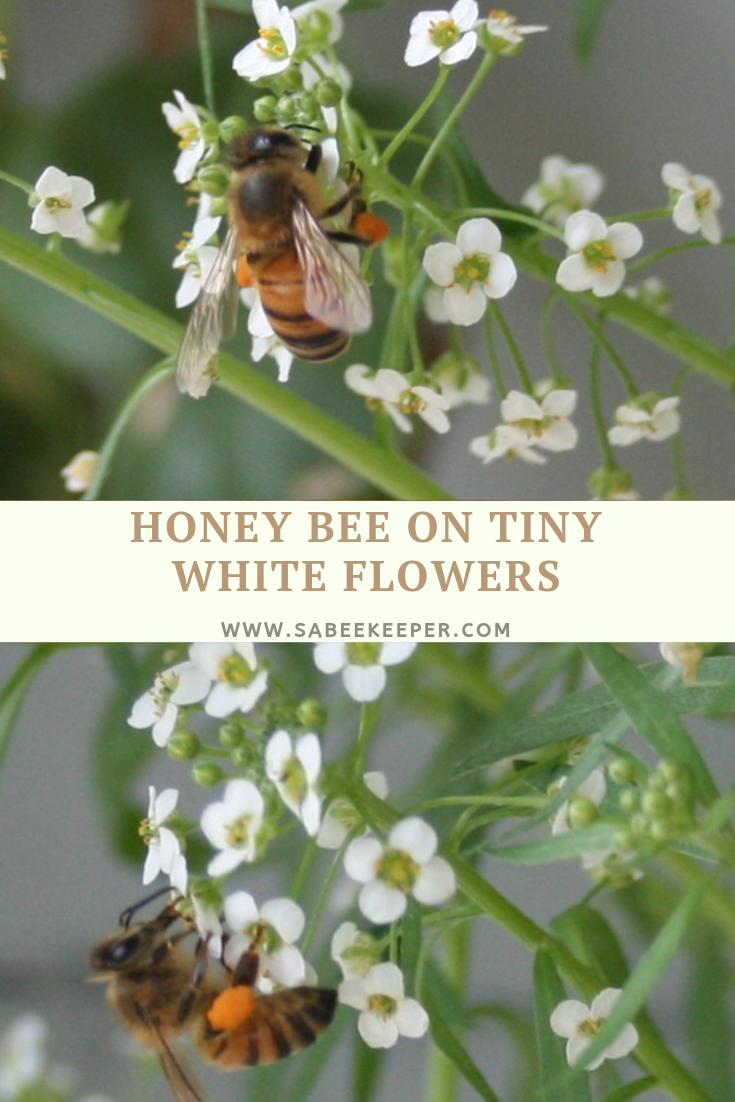 Honey Bee On Tiny Flowers Sa Beekeeper Honey Bee On Tiny Flowers Sa Beekeeper