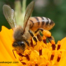 honey bee searching for more pollen