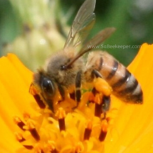 honey bee searching for nectar and obtain pollen