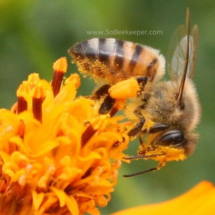 honey bee with pollen baskets full and face