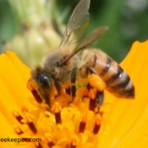 honey bee with pollen everywhere