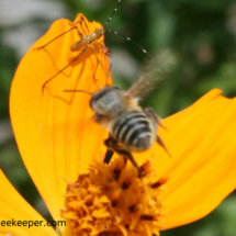 insect and leaf cutter bee leaving