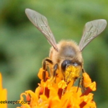 it pollen and more pollen for the bee