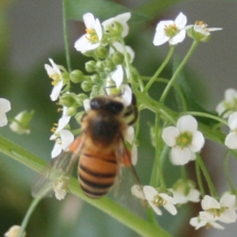 landed on white flower the honey bee