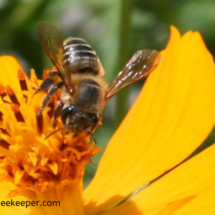 leaf cutter bee