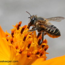 leaf cutter bee in full