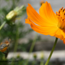 leaf cutter flying off