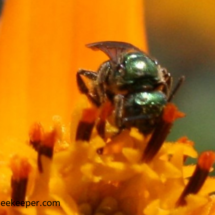 metallic green sweat bee