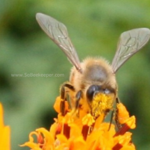 polen on face of the honey bee