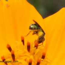 pollen and the sweat bee