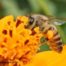 pollen baskets on body full