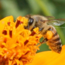 pollen collecting on honey bee body