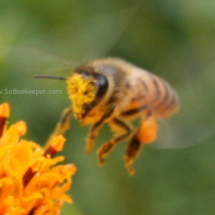 pollen faced honey bee flying