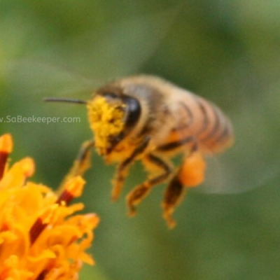 Pollen Faced Honey Bee on Cosmos