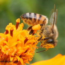 pollen in baskets and on face of bee