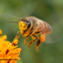 pollen on face of honey bee