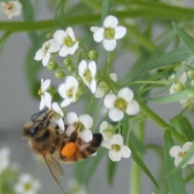 proboscis in flower