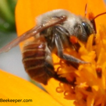 red bee anatomy with furry upper body and large eyes