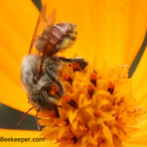 red bee digging deep for nectar note pollen