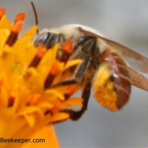 red bee has pollen on lower abdomen
