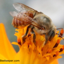 red bee on top of flowers getting pollen on hairs