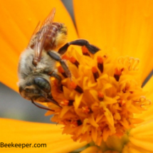 red bee searching for nectar