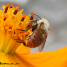 red bee with a little pollen