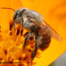 red bee with lots of hair on thorax and lower abdomen no pollen