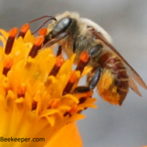 red bee with pollen on lower abdomen