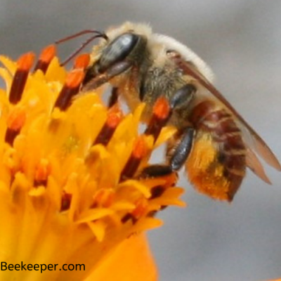 A Red Leafcutter Bee Pollinating