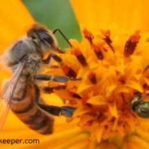 size of the honey bee compare to sweat bee